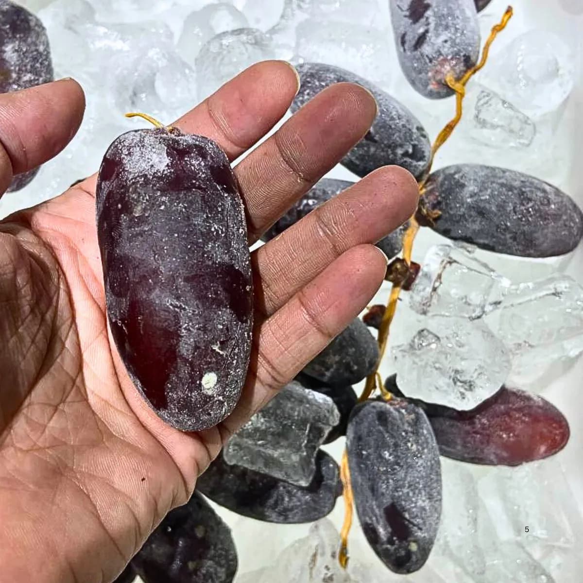 Sebiji kurma sejuk beku Jumbo di tapak tangan, menunjukkan saiz buah